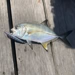 Jay leader - @jays_fishing_mudcrabing - Instagram