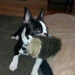 Jay Lendi Jr. - @sullythebostonterrier - Instagram