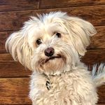Norman Jay Littman - @norman_the_multipoo - Instagram