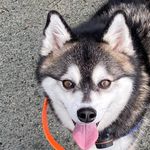 Oakley Jay Matheson - @oakley_the_puppers - Instagram