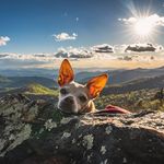 Jay Michaud - @avldogportraits - Instagram