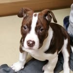 jay millar - @my_puppy_do - Instagram