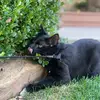 jayla_millard - @jayla_millard - TikTok