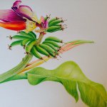 Jay Molloy Botanical Art - @jaymolloy - Instagram