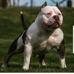 Jay Morrissey - @jtank12 - Instagram