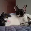 jay nixon - @jay.nixon2 - TikTok