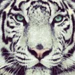 Jay Paddock - @jaypaddo - Instagram