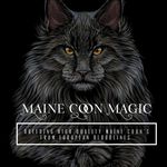 Jay Perry - @maine_coon_magic - Instagram