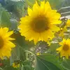 Jayne Plummer - @jayne.plummer - TikTok