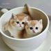 Jay Qiu - Facebook