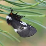 Jay Rand - @moth_man_nature_pics - Instagram
