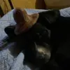 JayRex979 - @jayrex979 - TikTok
