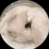 jay - @jayring.16 - TikTok