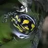 Jay Romano - @rippit_frogs - TikTok