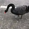 jsav - @jaylonsaville - TikTok