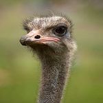 Jay Schmidt - @ostrichroommate - Instagram