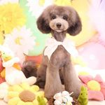 Jay-Silver toy poodle ♂ - @jay_.silver_toy_poodle - Instagram