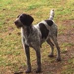 Jay Snyder - @gundogbreeders - Instagram