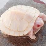 Jay sommers - @jay_sommers_reptiles - Instagram