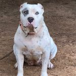 Jay Starks - @jnj_bulls_kennel - Instagram