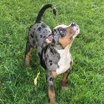 Jay Steele - @soildsteelebullys - Instagram