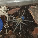 Jaystine tarantula's kingdom - @jaystinetarantulaskingdom - Instagram