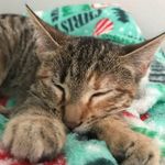 Nala Jay Teller - @nalaajaay_the_kitten - Instagram
