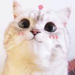 Jay Tsai - @hauchoutsai - Instagram