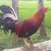 Jay Valentin - Facebook