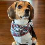 Archie Jay Welker - @archiebeaglepup - Instagram
