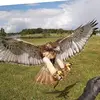birdman - @jaycwicker - TikTok