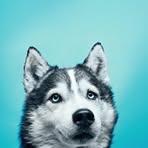 Jay Wolf - Facebook
