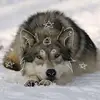 🌌♈Jay's galaxy♈🌌 - @jay_wolf22 - TikTok