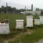 Jay Workman - @polarbeeapiaries - Instagram