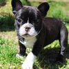 jayworthington - @ellie_la_frenchie - TikTok