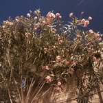 Jayati Mitra Bose - @jayatimitrabose - Instagram