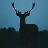 Jayce Brown - @jayce.brown50 - TikTok