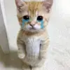 user4862652384343 - @jayceeeverett0u3lq3 - TikTok