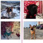 Savannah, Maverick, Jayda and Bailey🐾 - @four.tails.of.chaos - Instagram