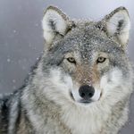 Jayde - @jayd.ewolf - Instagram