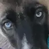 Jayden53149 Wolf - @jayden53149wolf - TikTok