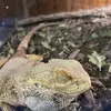 Lil curtie keep a switch - @jayden.castillo336 - TikTok