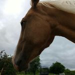 Jayden Collier - @horseluv06 - Instagram