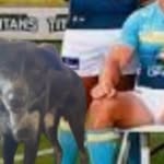 Jayden Dawson - @jaydenthekelpie23 - Instagram