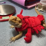 Jayden Hendricks - @my_rep_zoo - Instagram