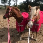 Haffiepower🐴🐴 - @libertylunajayden - Instagram