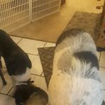 Jayden-Milagros Moore piggy - Facebook