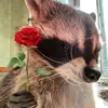 🦝 - @jayden.ortiz94 - TikTok