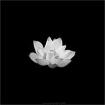 Jayden Tran - Facebook
