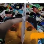 Jayden Vang - @arcleyz - Instagram